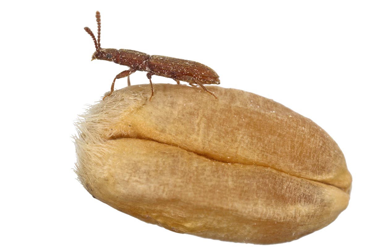 wiśniewski pest control